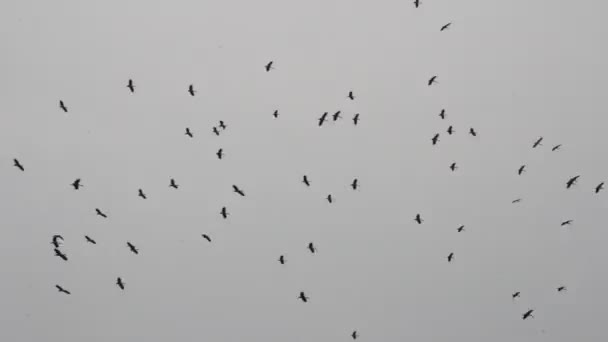 Ptaki Latające Niebie — Wideo stockowe