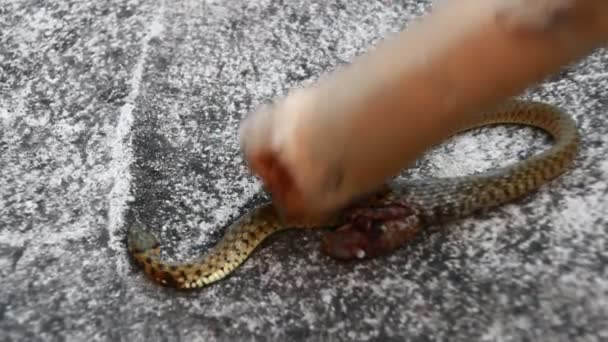 Використовувати Палицю Щоб Вдарити Змію — стокове відео
