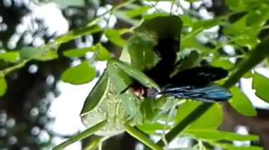 Peygamberdevesi ağaçta.