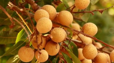 Ağaçta longan meyve kümesi
