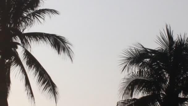 Сонце Світить Кокосовому Дереві — стокове відео