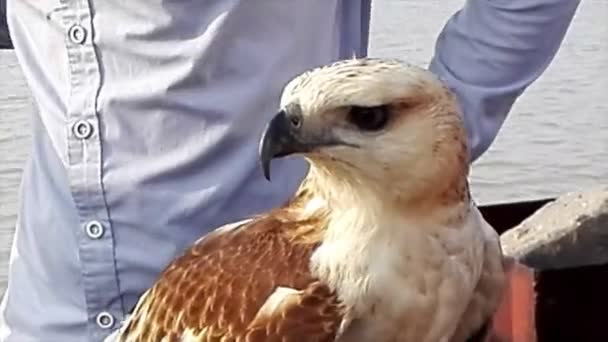 Der Weiße Adler Und Besitzer — Stockvideo