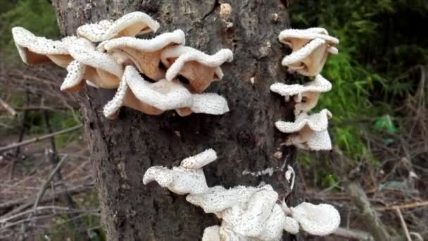 Cogumelos Brancos Árvore — Vídeo de Stock