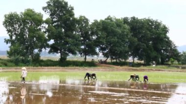 Çiftçiler Vietnam dağlarında pirinç yetiştiriyor.