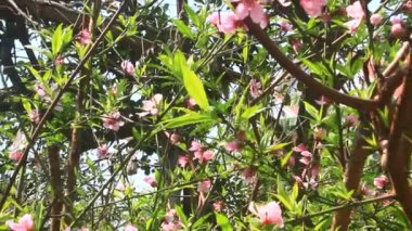 Şeftali çiçekleri baharda ağaçta çiçek açar.