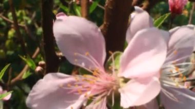 Şeftali çiçekleri baharda ağaçta çiçek açar.