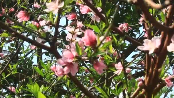 Персиковые Цветы Цветут Дереве Весной — стоковое видео