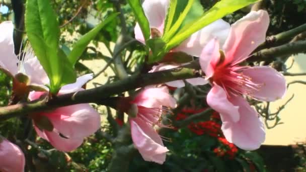 Perzik Bloemen Bloeien Boom Het Voorjaar — Stockvideo