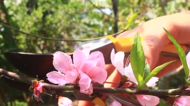 Perzik Bloemen Bloeien Boom Het Voorjaar — Stockvideo