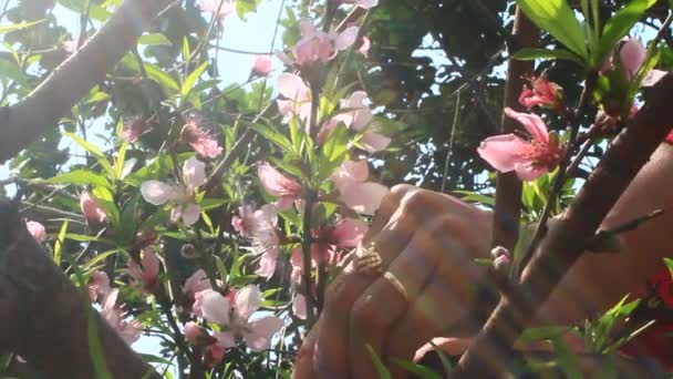 Flores Melocotón Florecen Árbol Primavera — Vídeos de Stock