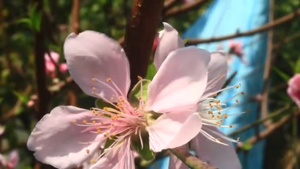 Άνθη Ροδάκινου Ανθίζουν Στο Δέντρο Την Άνοιξη — Αρχείο Βίντεο