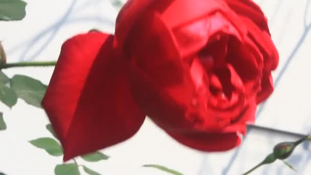 Róże Kwitną Ogrodzie — Wideo stockowe