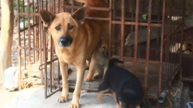 Köpekler yemek yiyor.