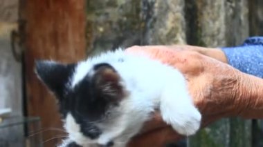 Beyaz kedinin yüzü ve gözleri