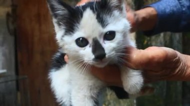 Beyaz kedinin yüzü ve gözleri