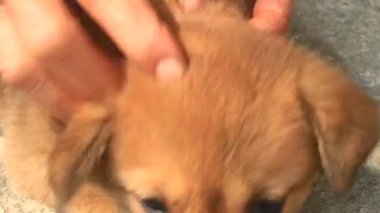 Elim köpeği okşuyor.