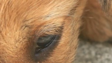 Sarı köpek yavrusunun yüzü ve gözleri