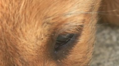 Sarı köpek yavrusunun yüzü ve gözleri