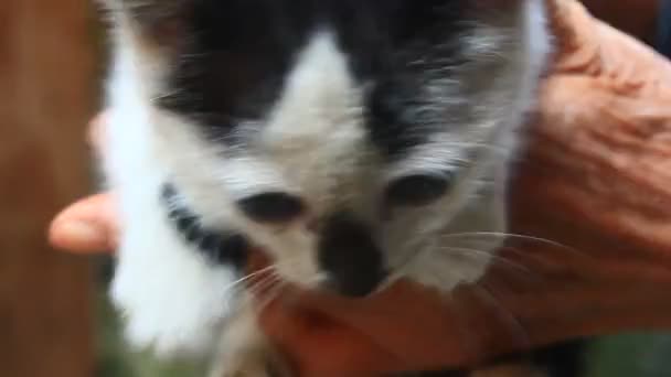 白い猫の顔と目 — ストック動画