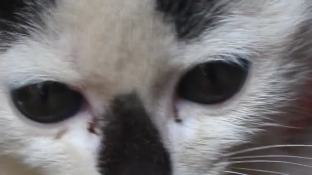 Gesicht Und Augen Der Weißen Katze — Stockvideo
