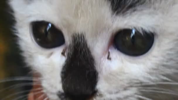 Beyaz Kedinin Yüzü Gözleri — Stok video