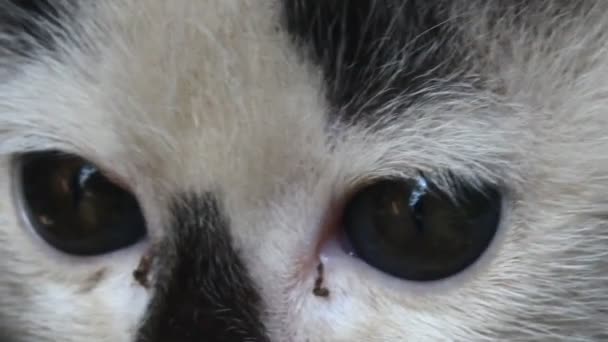 Cara Ojos Gato Blanco — Vídeo de stock