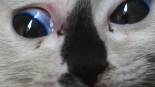 Rosto Olhos Gato Branco — Vídeo de Stock