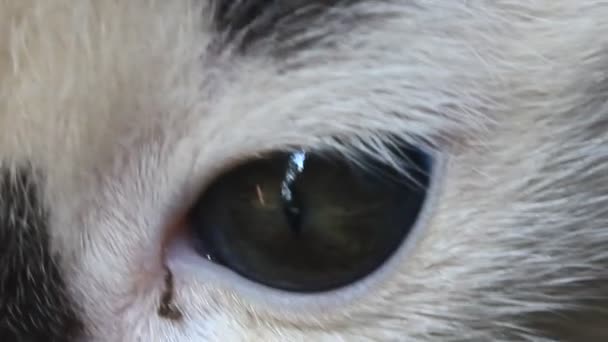 Gesicht Und Augen Der Weißen Katze — Stockvideo