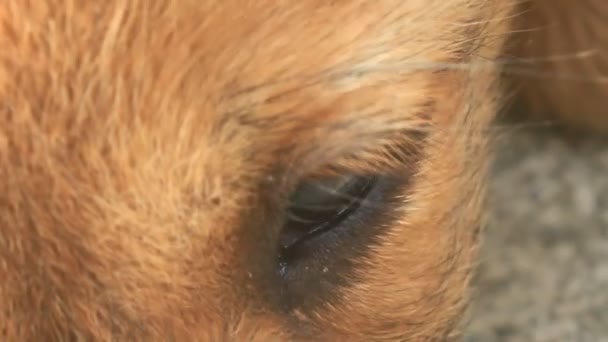Cara Ojos Cachorro Amarillo — Vídeos de Stock