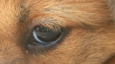 Sarı köpek yavrusunun yüzü ve gözleri