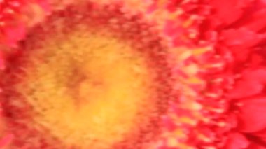 Bahçede Gerbera çiçekleri açar.