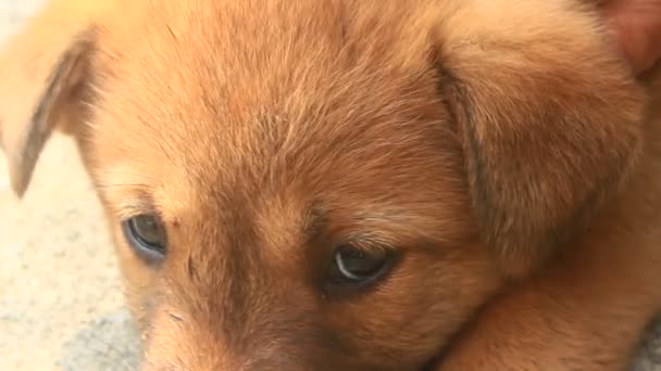 Sarı Köpek Yavrusunun Yüzü Gözleri — Stok video