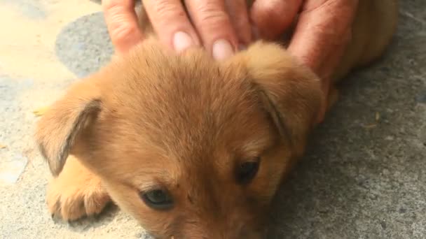 Main Caressant Chiot — Video