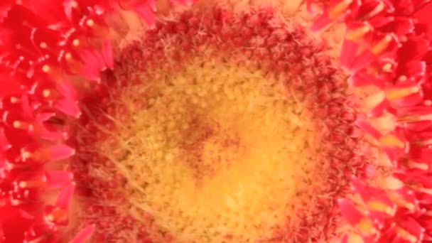 Gerbera Λουλούδια Ανθίζουν Στον Κήπο — Αρχείο Βίντεο