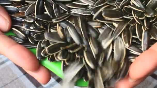 Sunflower Seeds Plate — Stock Video