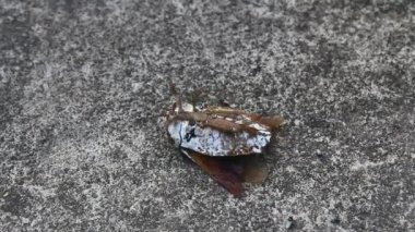 Pis kokulu böcekler yerde.