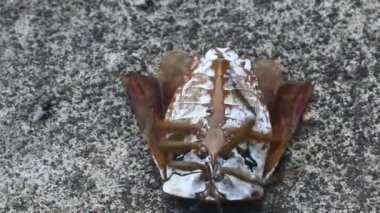 Pis kokulu böcekler yerde.