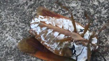 Pis kokulu böcekler yerde.