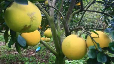 Ağaçta olgun greyfurt
