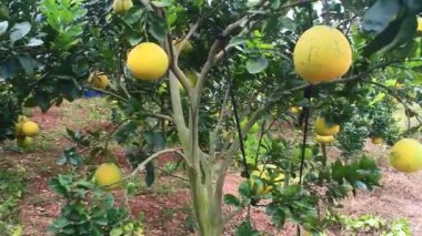 Ağaçta olgun greyfurt