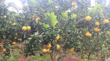 Ağaçta olgun greyfurt