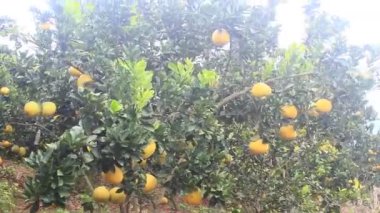 Ağaçta olgun greyfurt