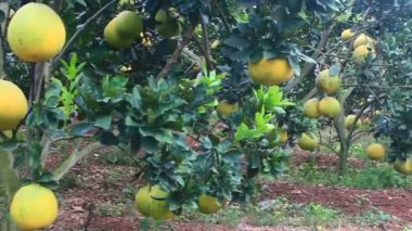 Ağaçta olgun greyfurt