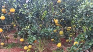 Ağaçta olgun greyfurt