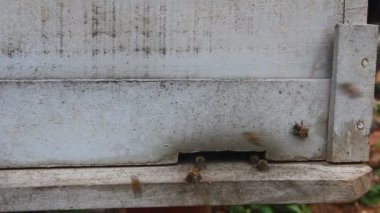 işçi arılar ve arı kovanları