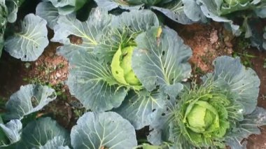 Çarmıha gerilmiş sebzeler bahçede.