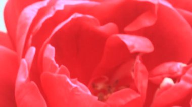 Bahçedeki çiçekler