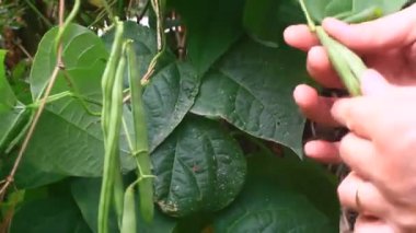 Çarmıha gerilmiş sebzeler bahçede.