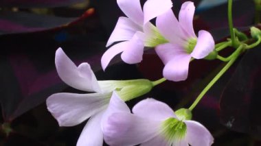 Bahçedeki çiçekler