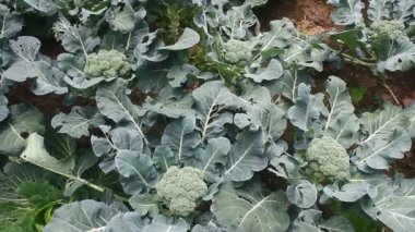 Çarmıha gerilmiş sebzeler bahçede.